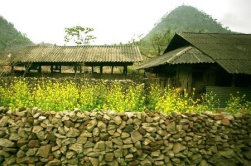 Flowers on stone plateau